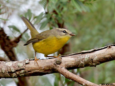 ARAÑERO CHICO (Basileuterus culicivorus) - Jardin Botánico- MONTEVIDEO (Agosto 2011)